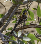 Golden-breasted Bunting