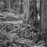 1809 - Redwoods  Ferns