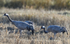 Grues cendrées