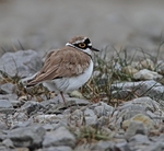 Waders and Plovers portfolio