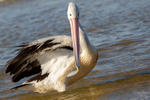 Pelican Preening 5