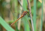 Norfolk Hawker