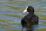 Coot