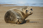 Young Seal