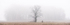 SPRING FOG - PORT RYERSE