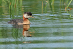 Red-necked Grebe reflection, Minnesota, USA