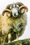 Swaledale Ram 8802422