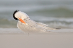 Royal Tern (breeding adult) preening, Fort De Soto Park, Florida