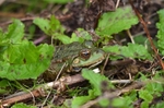 Marsh Frog
