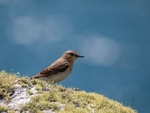 Northern Wheatear