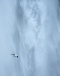 Fulmar flying across waterfall, Seljalandsfoss, Iceland
