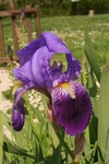 Iris 1031