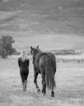 horses-40