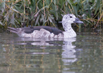 Old World Comb Duck 2