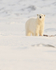 Polar Bear cub standing over Fulmar carcass, Svalbard, Norway