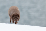 Male Arctic Fox running front view, Hornstrandir, Iceland