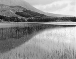 0900 - Reeds below Beinn na Caillach