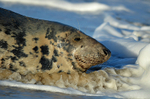 October to December 2015 - Atlantic Grey Seal