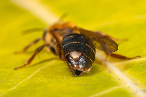 [i]Andrena carantonica[/i] with a female Stylops fly protruding between the abdominal tergites. Warwickshire, April 2…