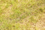 SBM_02767
