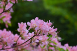 Pink Rhododendron - DSC_7152_00013