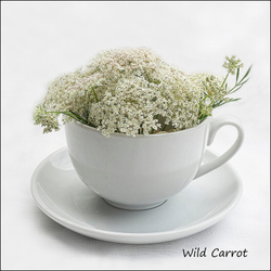 Wild flowers in an cup and saucer portfolio