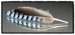 Jay feather by Kath