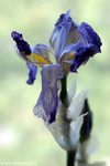 Flowers 17 - 08