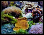 Underwater Landscape