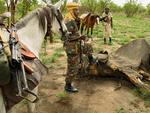 Poaching Elephants Chad