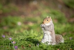 British Wildlife portfolio