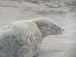 Grey Seal