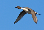 Northern Pintail in-flight