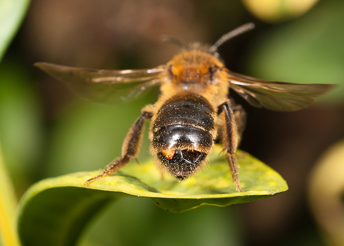 [i]Andrena carantonica[/i] with a female Stylops fly protruding between the abdominal tergites.