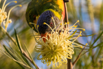 Lorikeet with nectar 1