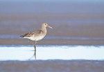 Bar-tailed Godwit