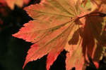 Golden Leafs _73