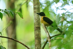 White-throated Shrike-Tanager (male), Costa Rica