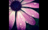 Daisy droplets by new member Sam May-Allen