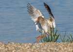 Redshank 2