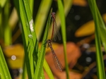 Large Red Damselflies
