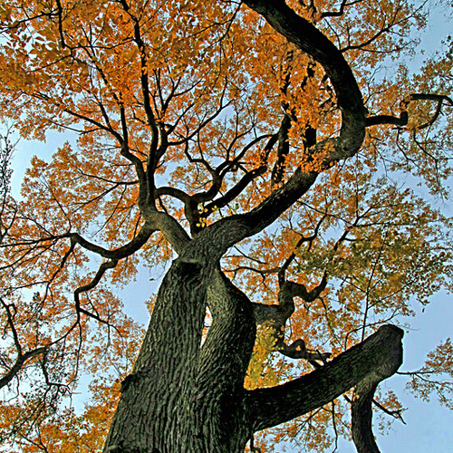 An oldgrowth deciduous tree comes alive in autumn with 
colorful foliage in sharp contrast to it's gnarled appendages.