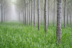 TREES portfolio