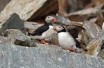 Puffins