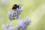 Insect_ 051