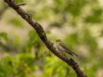 Wood Warbler