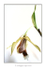 Coelogyne speciosa
