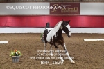 BPP_1629