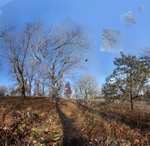 November 2019 - Arnold Arboretum - Title: Mind and Flight