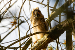 Shocked Long Eared Owl Chick